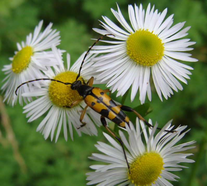 leptura maculata-principal.jpg