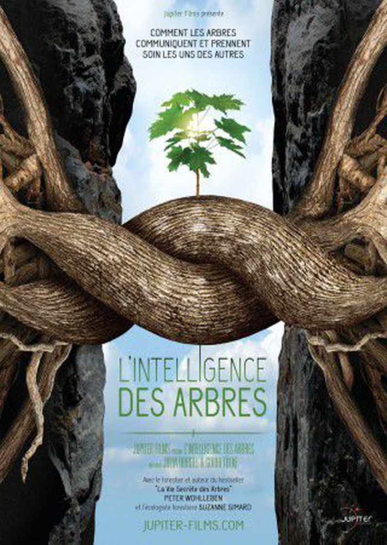 illustration-l-intelligence-des-arbres_1-1517831227.jpg